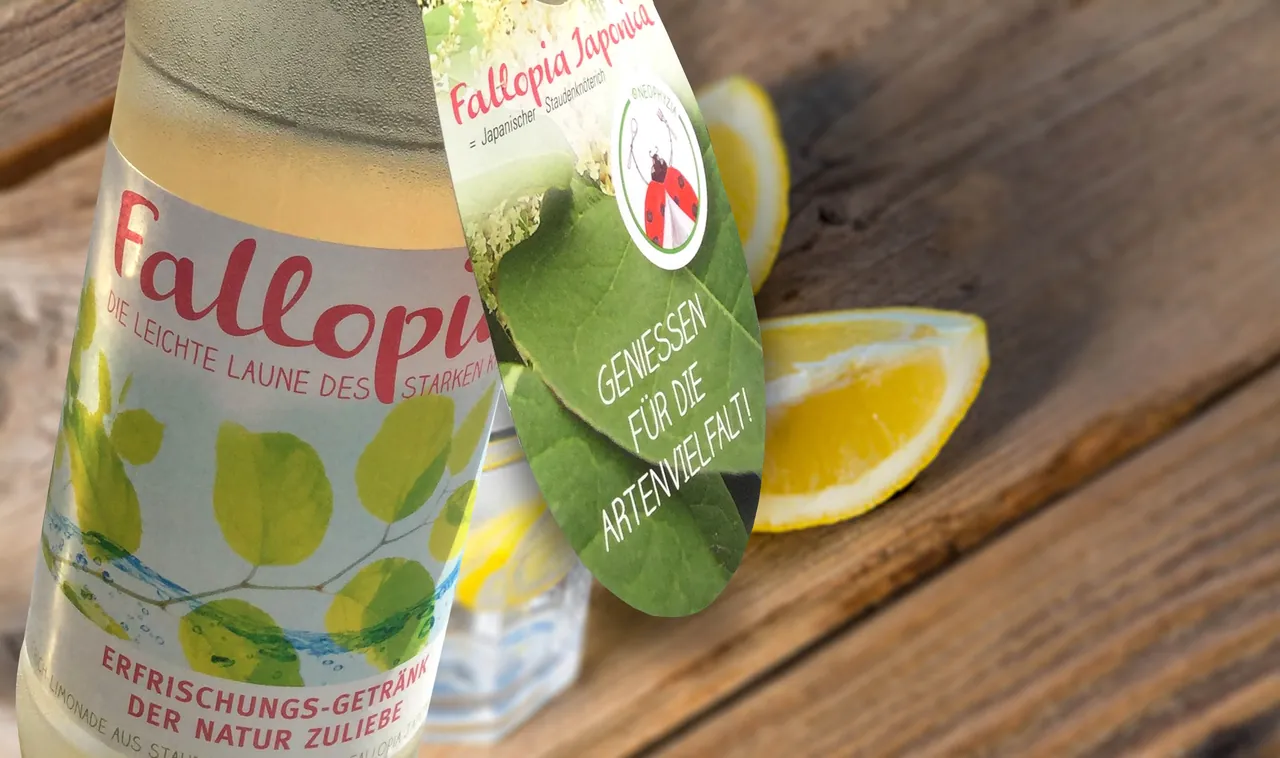 Fallopia-Flasche mit Anhänger neben Zitronenscheiben