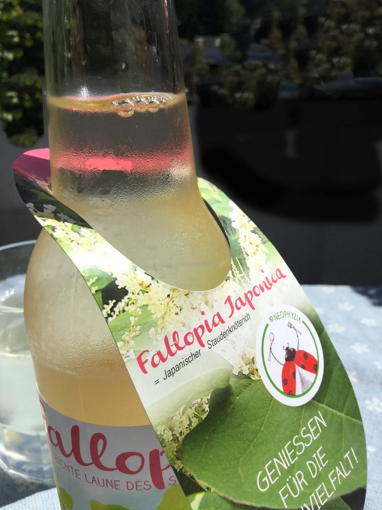 Flaschenanhänger Fallopia Japonica, Genießen für die Artenvielfalt
