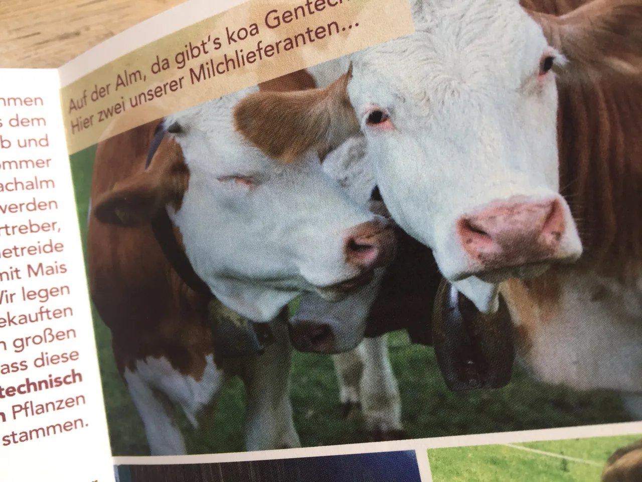 Innenseite des Leporellos mit zwei Kühen